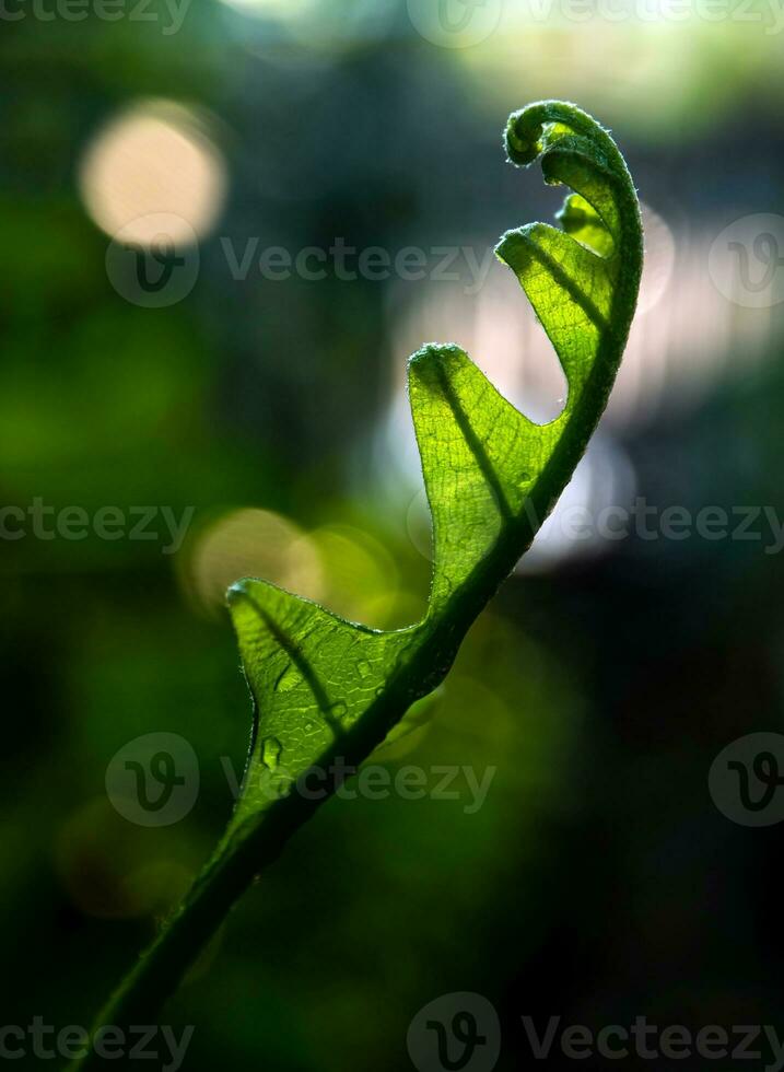 Close-up freschezza foglie verdi di felce foglia di quercia su sfondo naturale foto