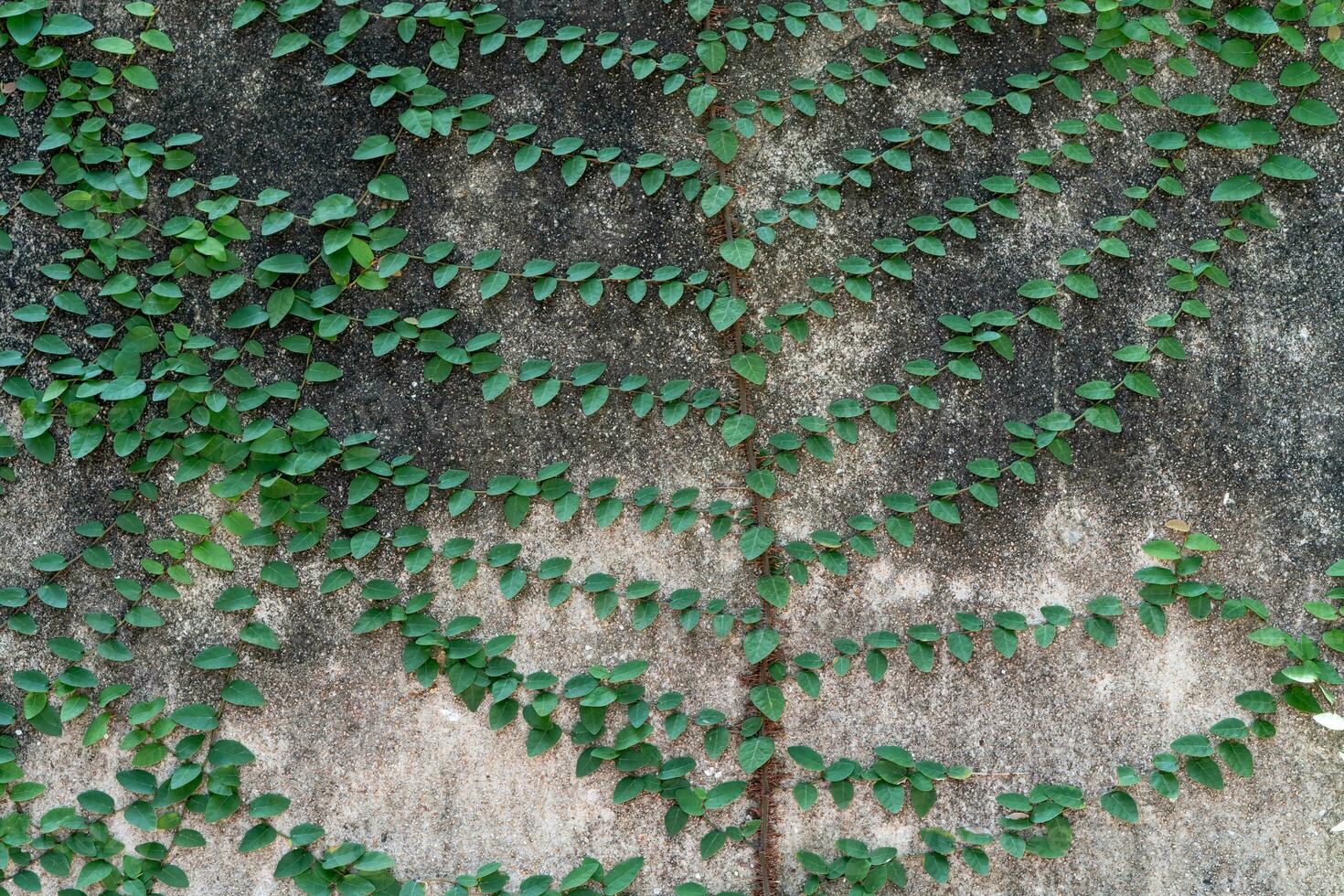 verde scalatore o pianta rampicante arrampicata su vecchio sporco calcestruzzo parete Usato per naturale sfondo o struttura. foto