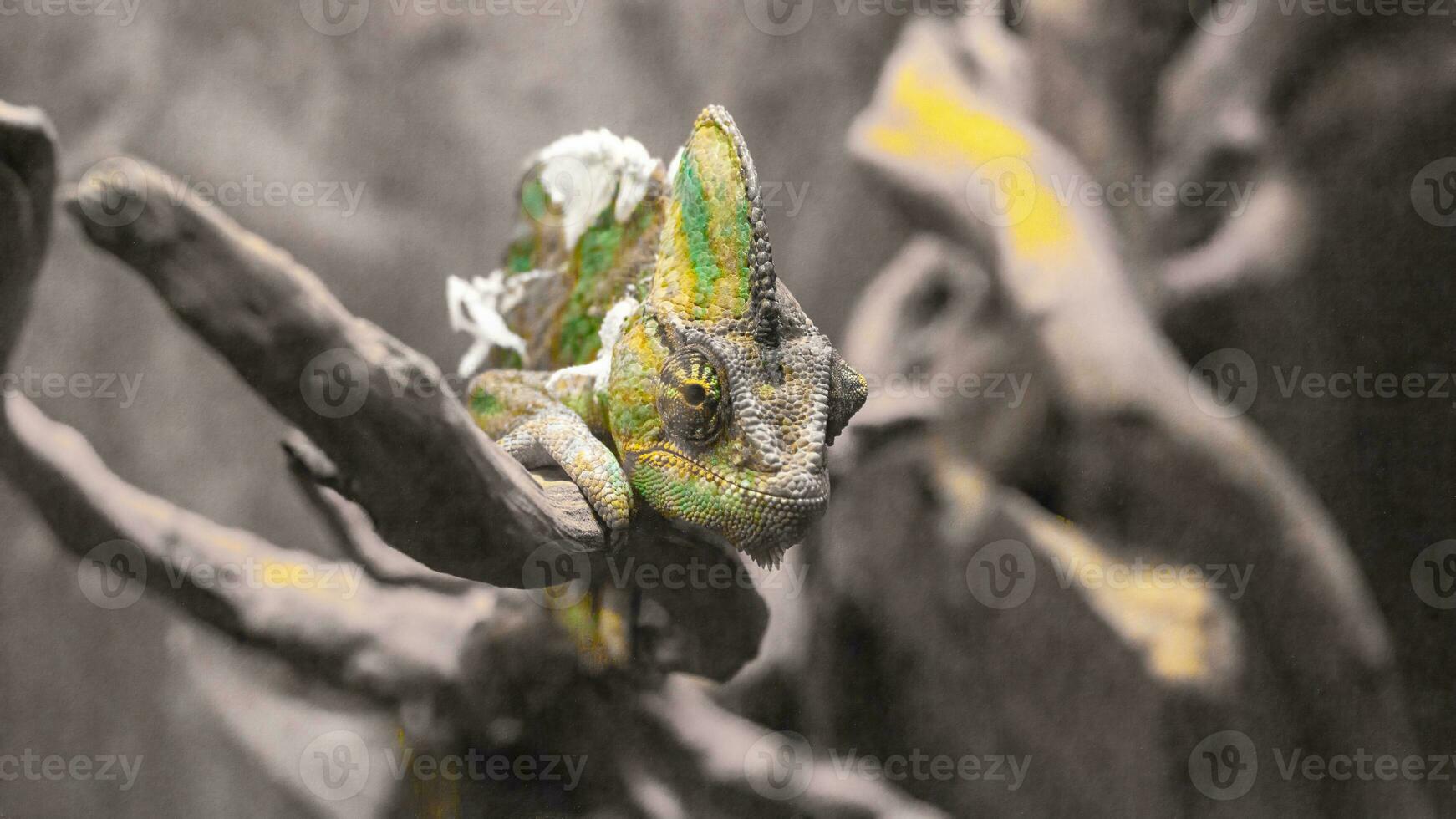 yemenita camaleonte, Chamaeleo caliptrato, colorato camaleonte lucertola su un' asciutto ramo avvicinamento. foto