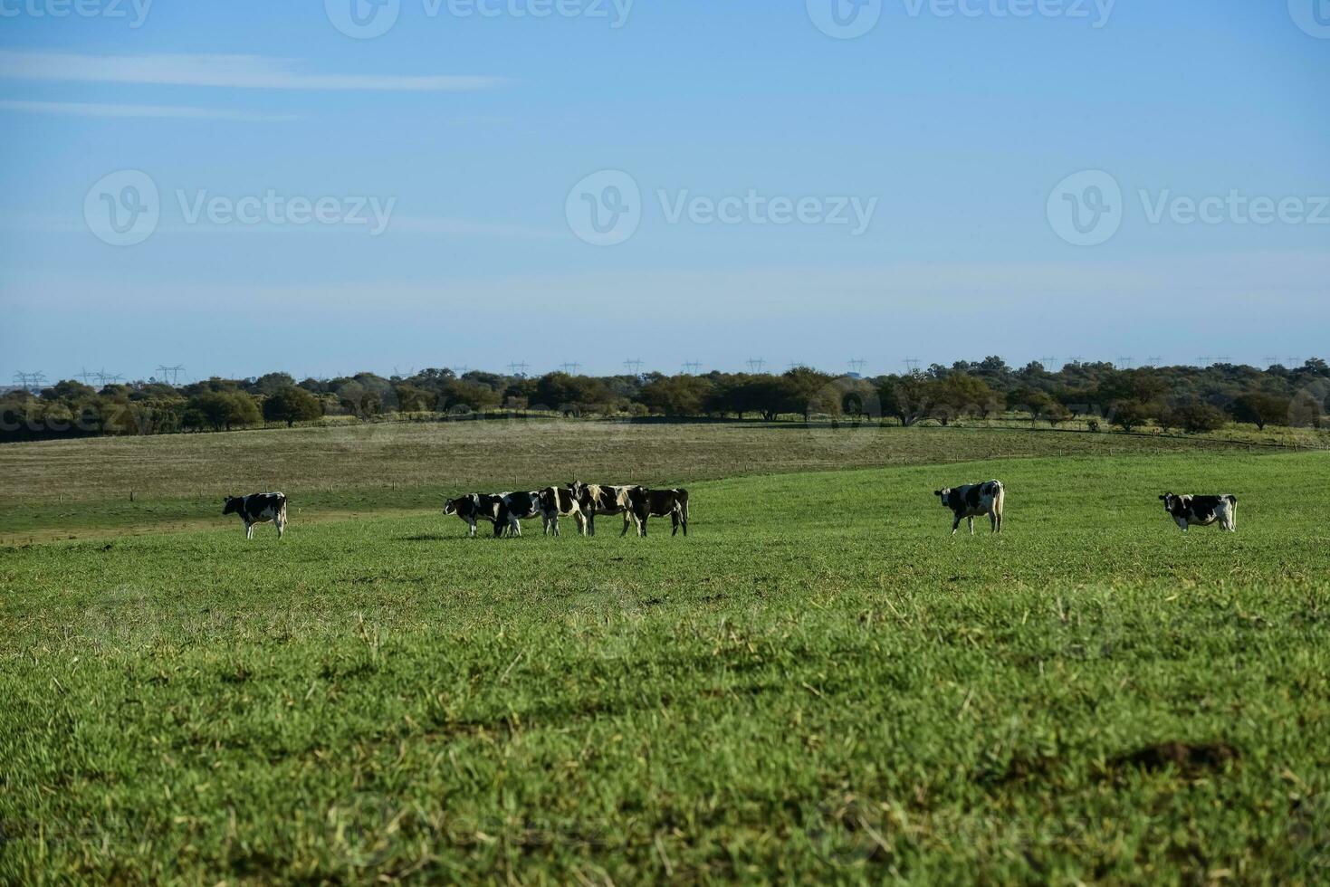 mucche nel il argentino campagna,pampa,argentina foto