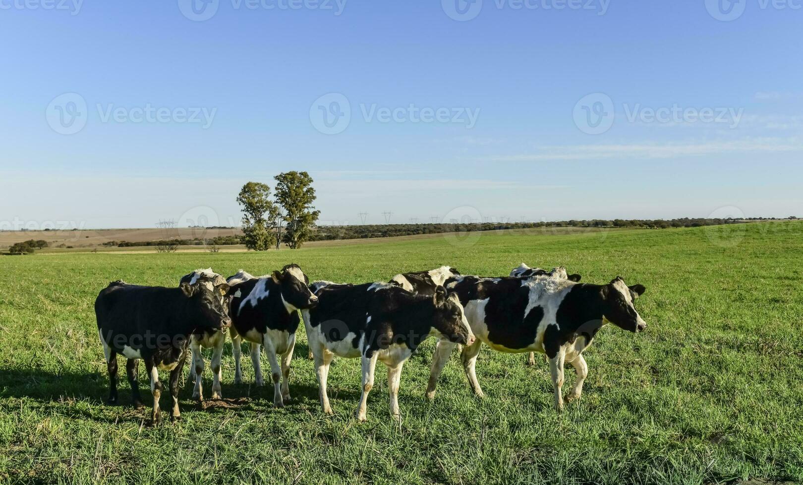 latteria mucca nel pampa campagna, patagonia, argentina foto