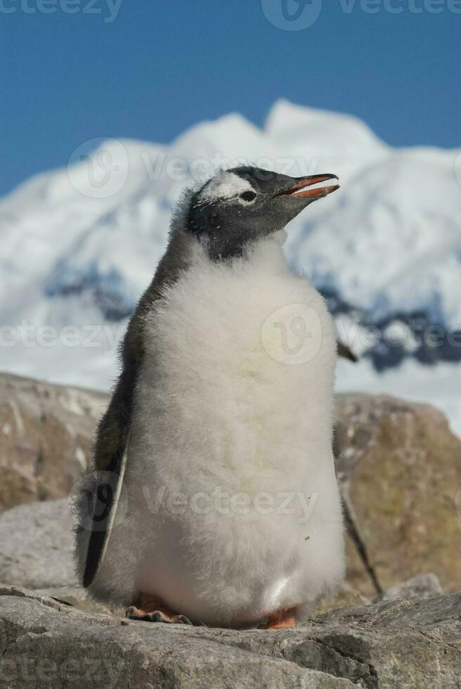 gentoo pinguino, pygoscelis papua,neko porto, Antartide penisola. foto