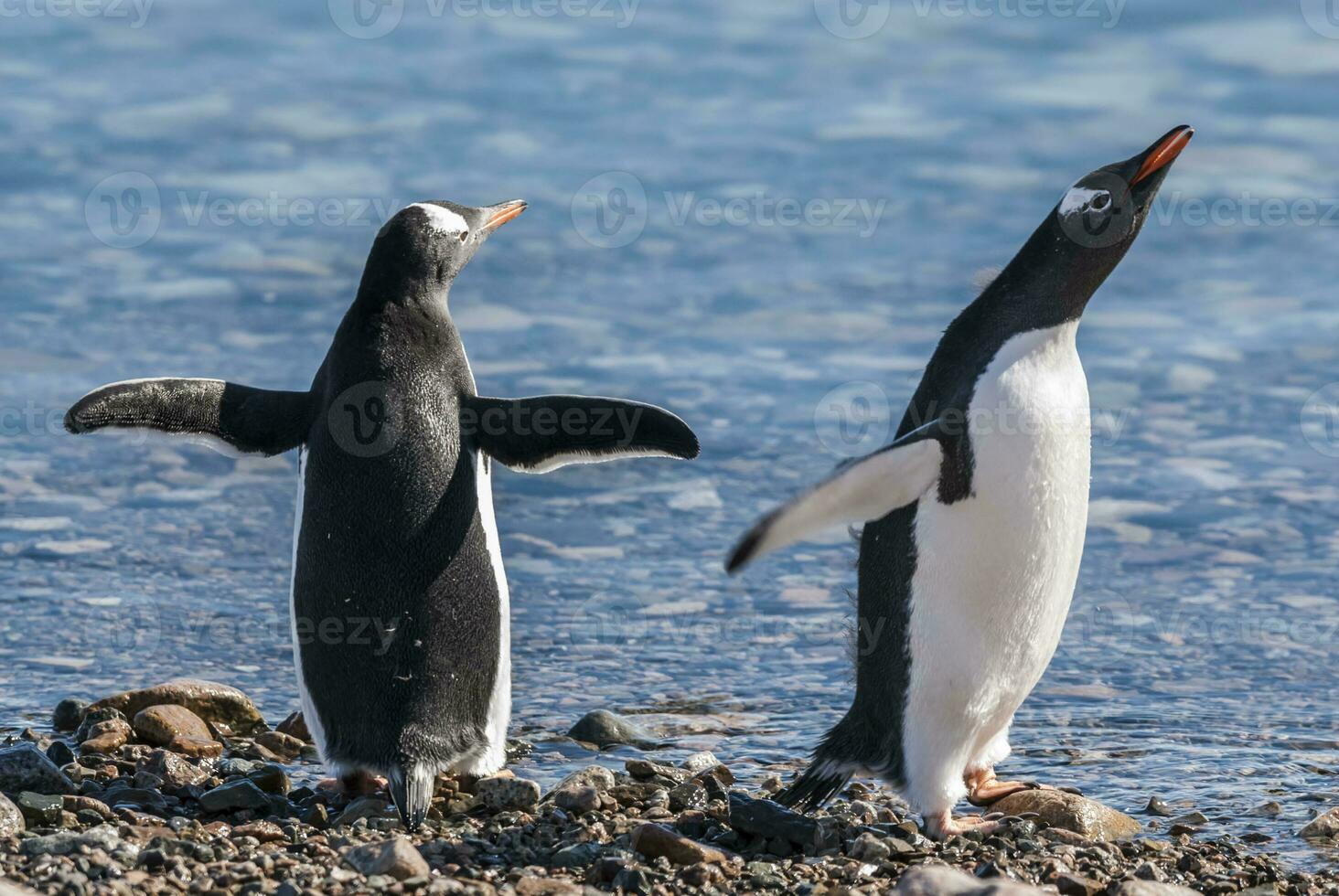 gentoo pinguino, nel neko porto, Antartide penisola. foto