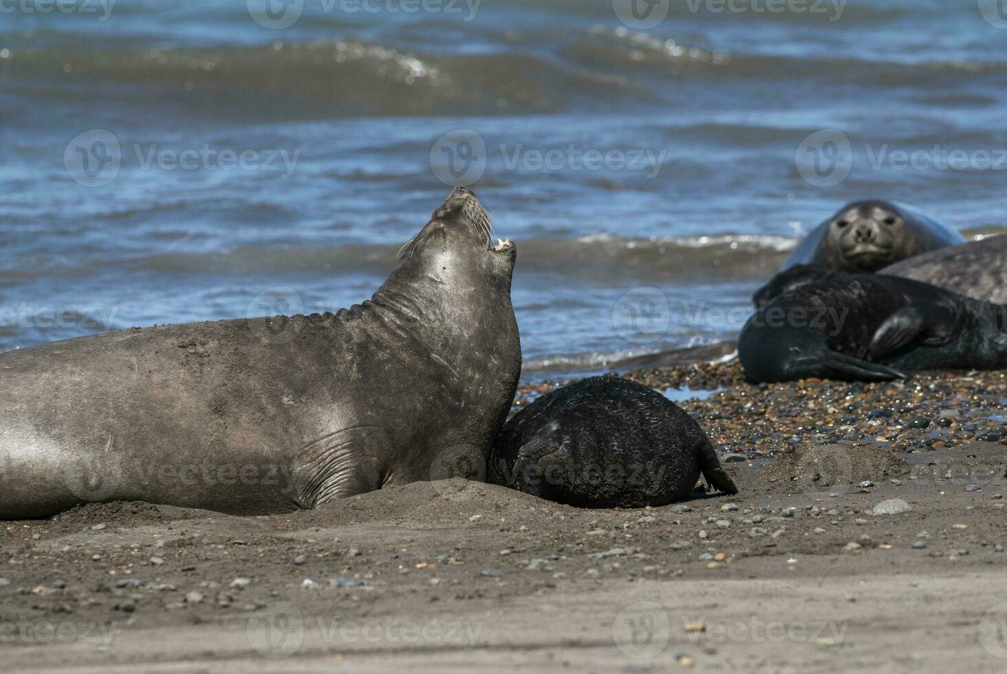 elefante foca famiglia, penisola Valdes, patagonia, argentina foto