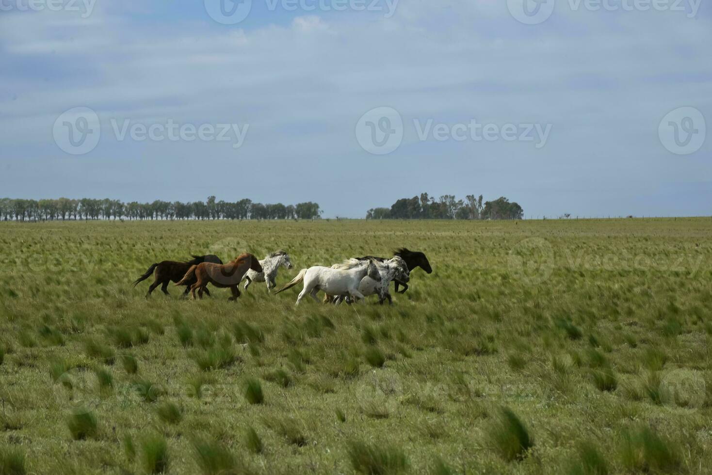 mandria di cavalli nel il campagna, la pampa Provincia, patagonia, argentina. foto