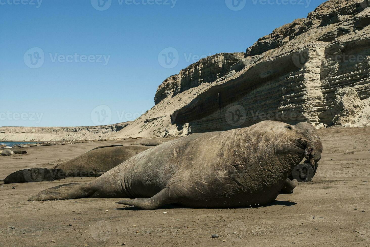 maschio elefante sigillo, penisola Valdes, patagonia, argentina foto