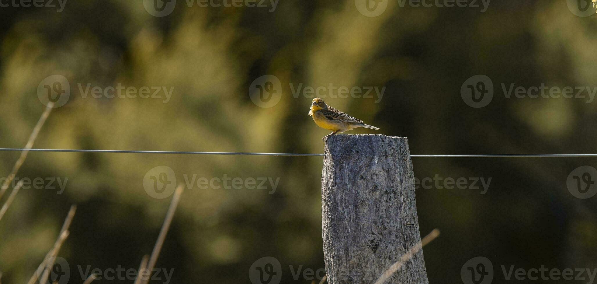 zafferano fringuello ,sicalis flaveola, la pampa, argentina. foto