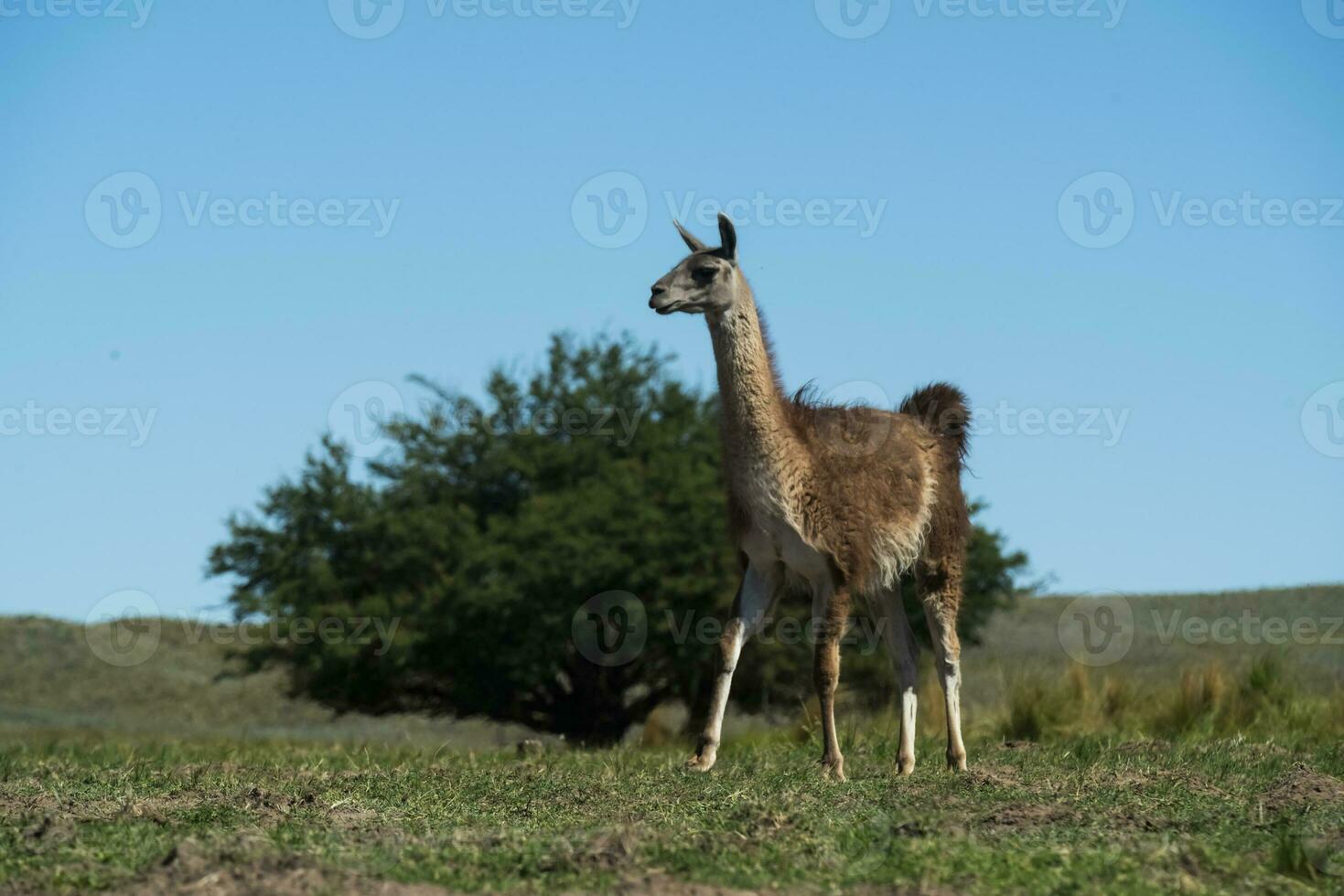 guanachi nel pampa erba ambiente, la pampa, patagonia, argentina. foto