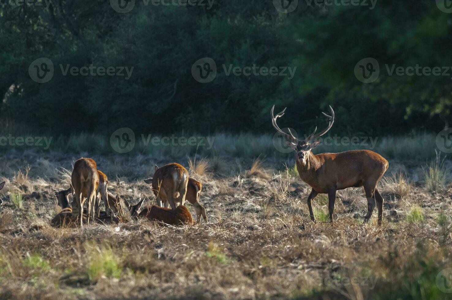 rosso cervo, maschio ruggente nel la pampa, argentina, parque Luro, natura Riserva foto