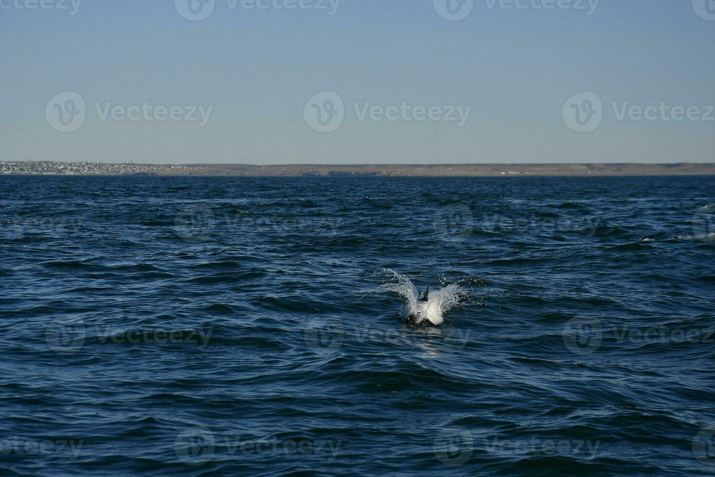 commerciante delfino nuoto, patagonia , argentina. foto
