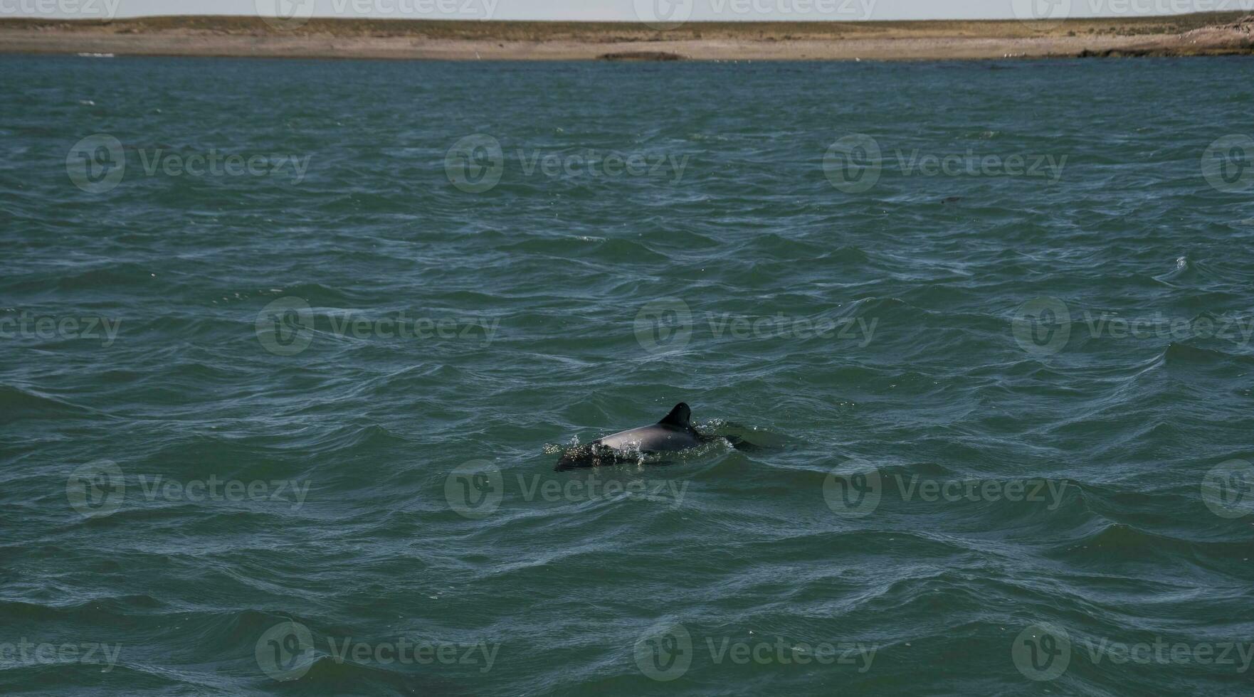 commerciante delfino nuoto, patagonia , argentina. foto