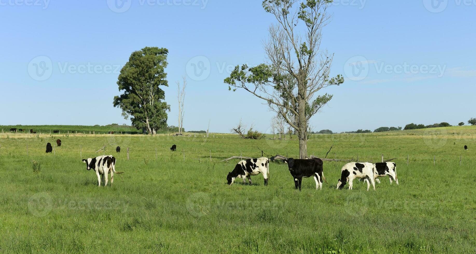 mucca vitelli nel il campo, buenos arie provincia, argentina. foto