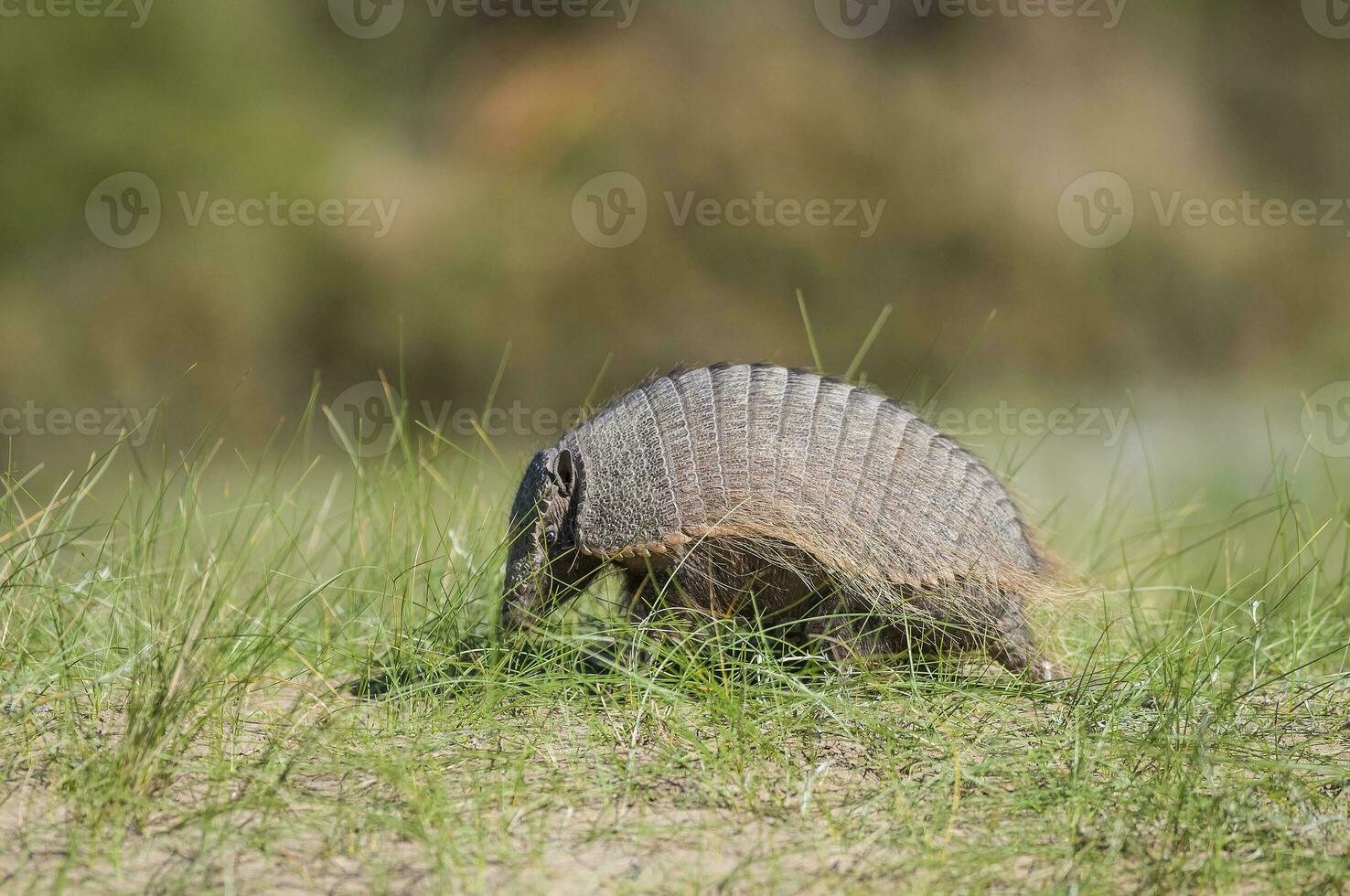 peloso armadillo, nel prateria ambiente, penisola Valdes, patagonia, argentina foto