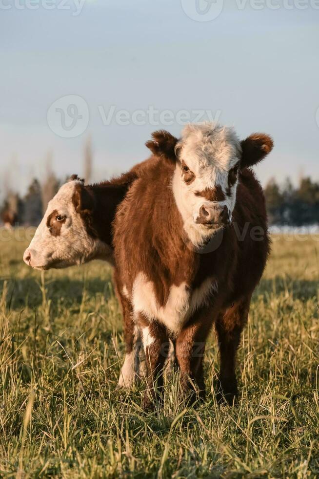 bestiame, argentino carne produzione , nel buenos arie campagna, argentina foto