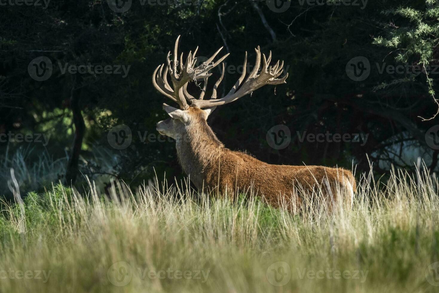 rosso cervo, maschio ruggente nel la pampa, argentina, parque Luro, natura Riserva foto