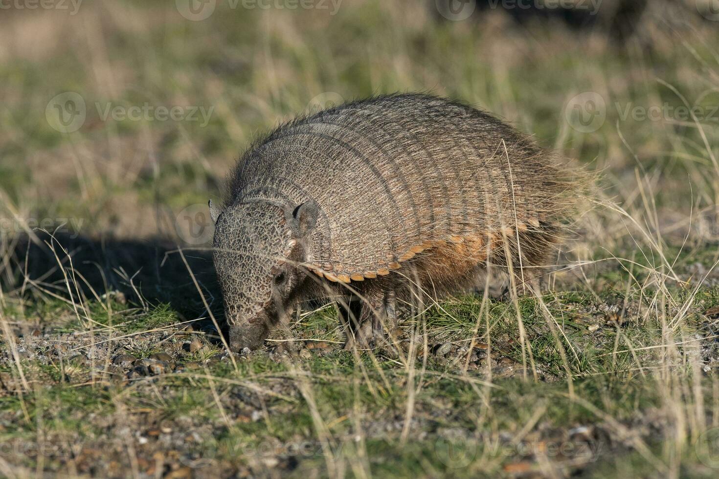 peloso armadillo, nel prateria ambiente, penisola Valdes, patagonia, argentina foto