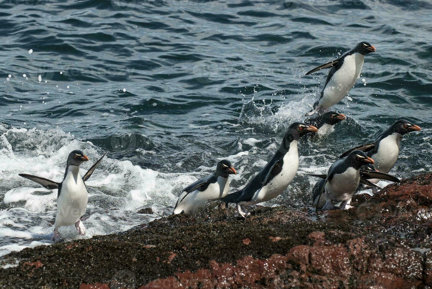 rockhopper pinguino, pinguino isola, porto deseado, Santa Cruz Provincia, patagonia argentina foto