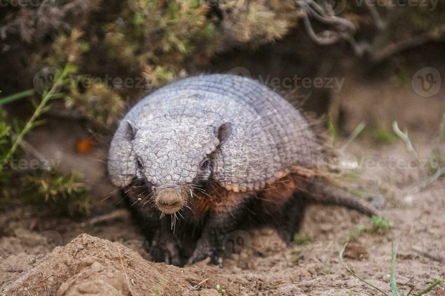 peloso armadillo, nel deserto ambiente, penisola Valdes, patagonia, argentina foto