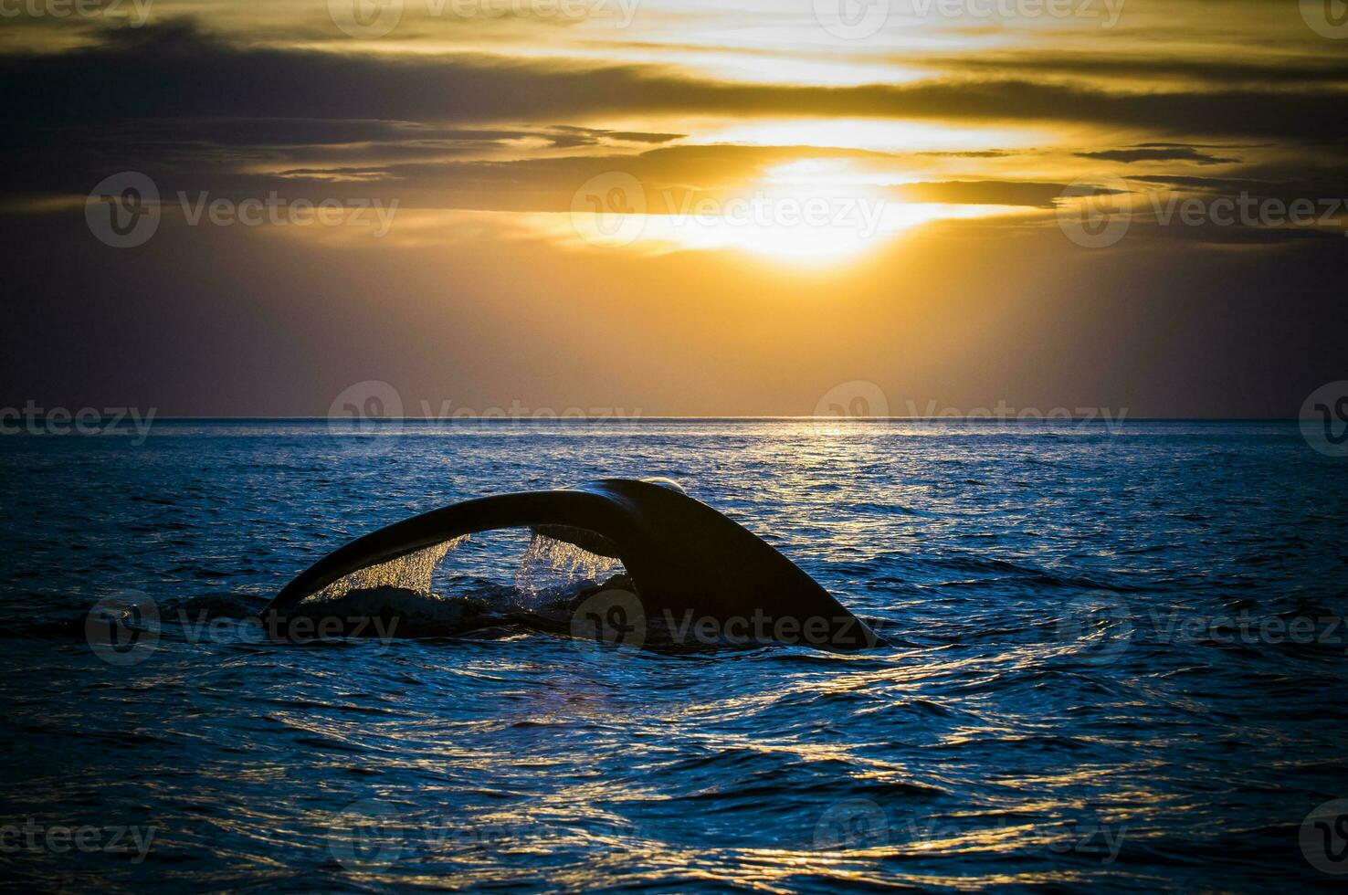 balena coda nel penisola Valdes,, patagonia, argentina foto