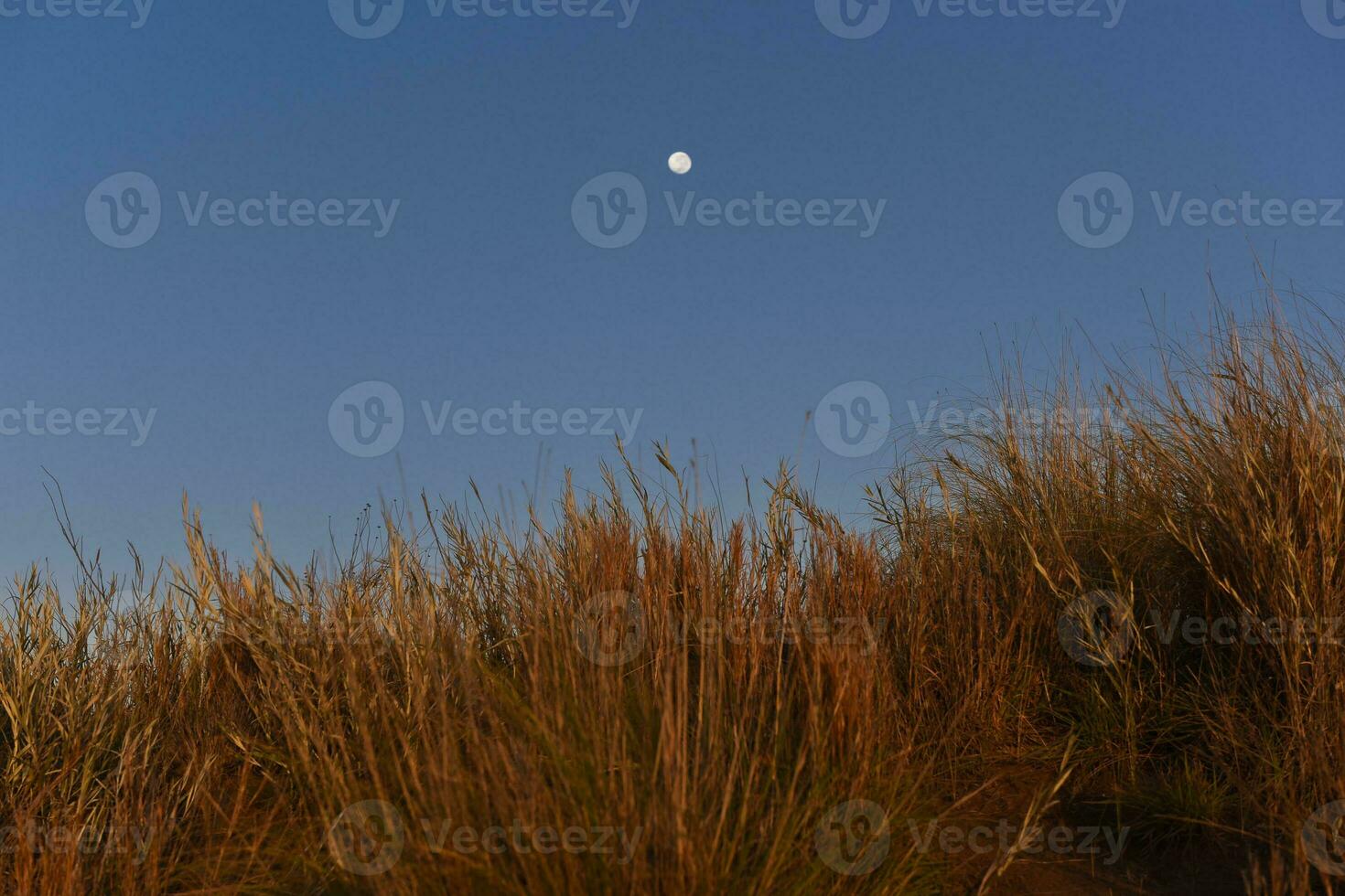 pampa erba paesaggio, la pampa Provincia, patagonia, argentina. foto