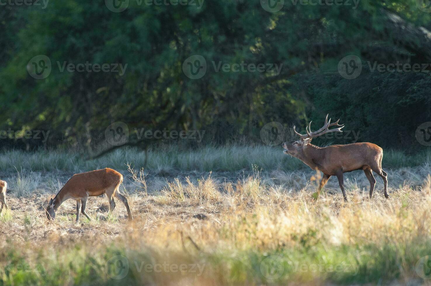 rosso cervo, maschio ruggente nel la pampa, argentina, parque Luro, natura Riserva foto