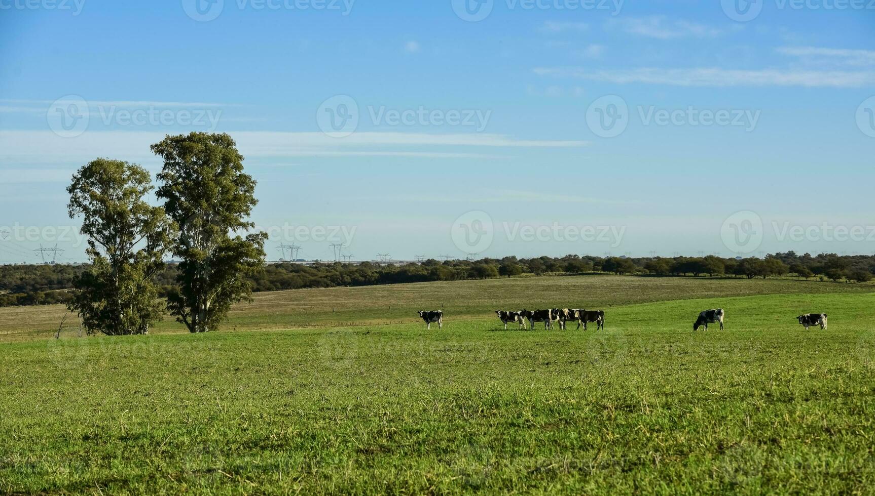 mucche nel il argentino campagna,pampa,argentina foto