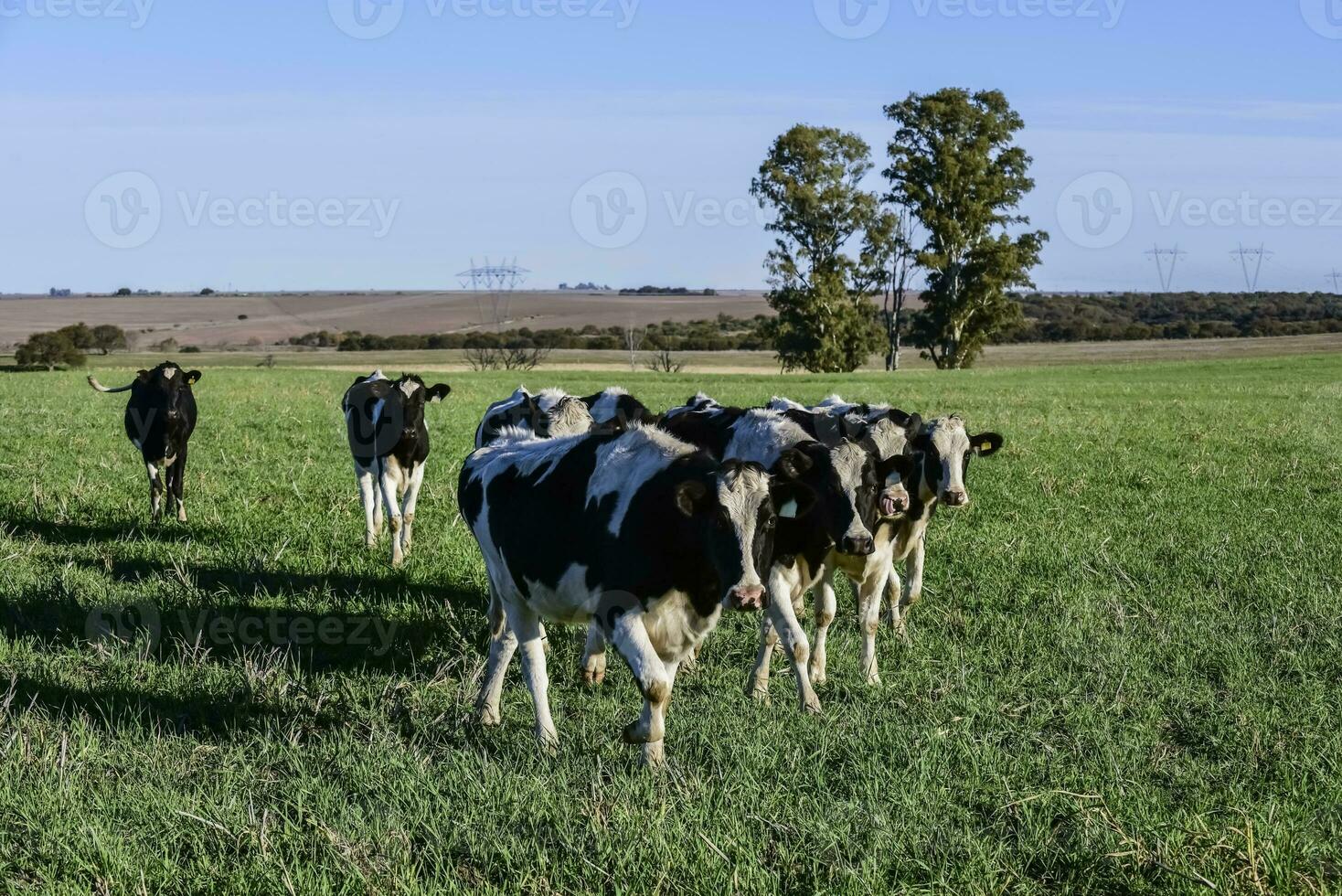 latteria mucca nel pampa campagna, patagonia, argentina foto
