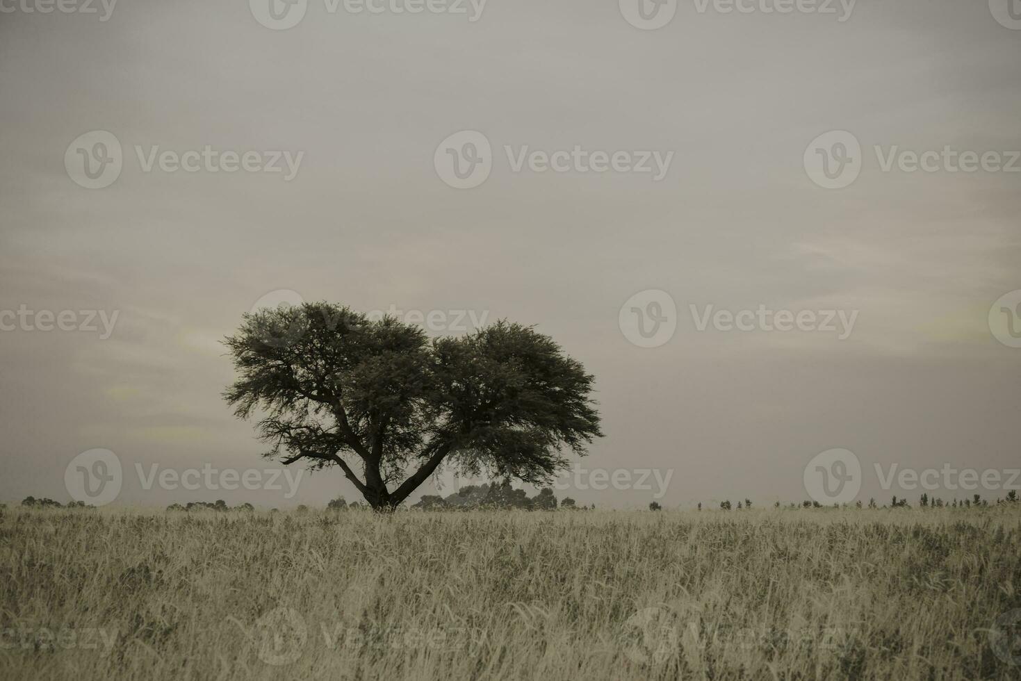 calderone, tipico albero nel il Provincia di pampa, patagonia, argentina. foto