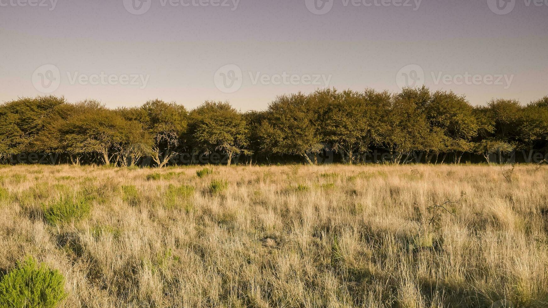 pampa foresta ambiente, la pampa Provincia, argentina. foto