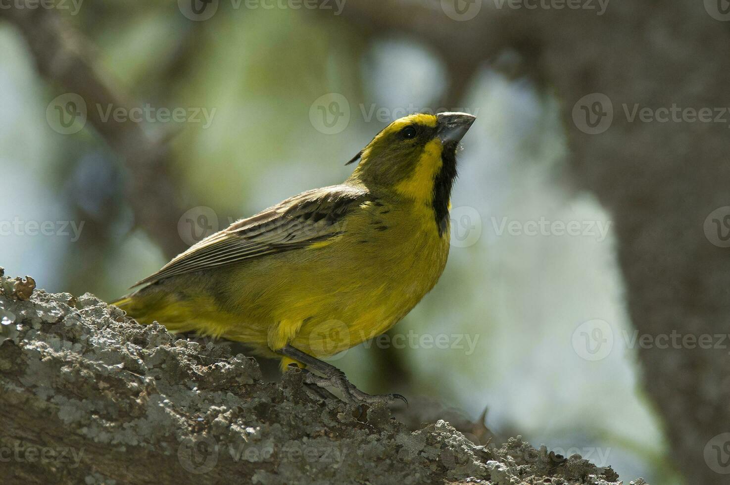 giallo cardinale, governatrice cristata, in via di estinzione specie nel la pampa, argentina foto