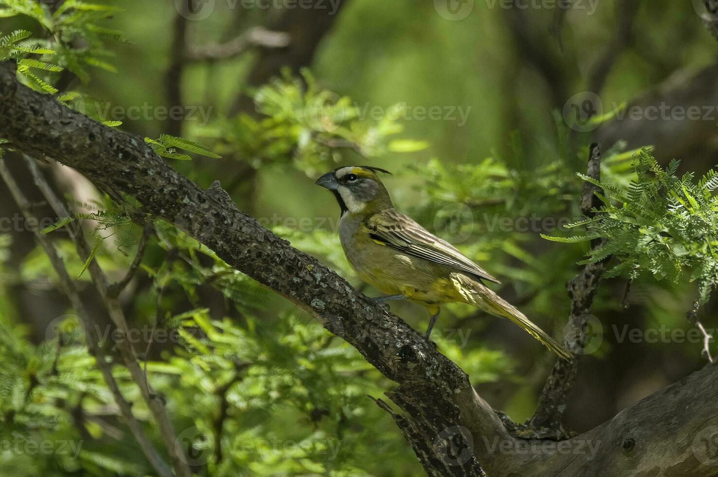 giallo cardinale, governatrice cristata, in via di estinzione specie nel la pampa, argentina foto