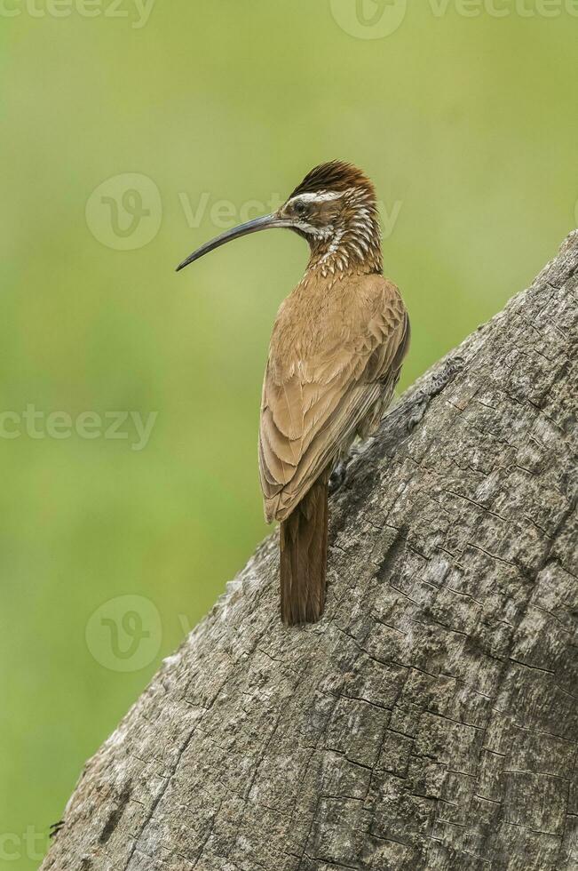 becco a scimitarra rampicante, calden foresta, la pampa, argentina. foto