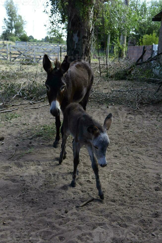 asino neonato bambino nel azienda agricola, argentino campagna foto