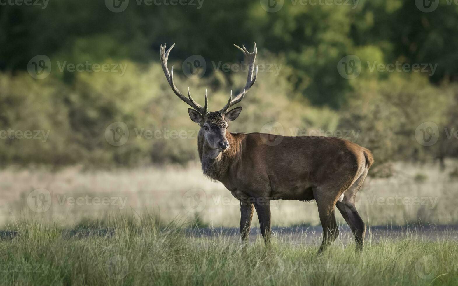 maschio rosso cervo, nel solco stagione, la pampa, argentina foto