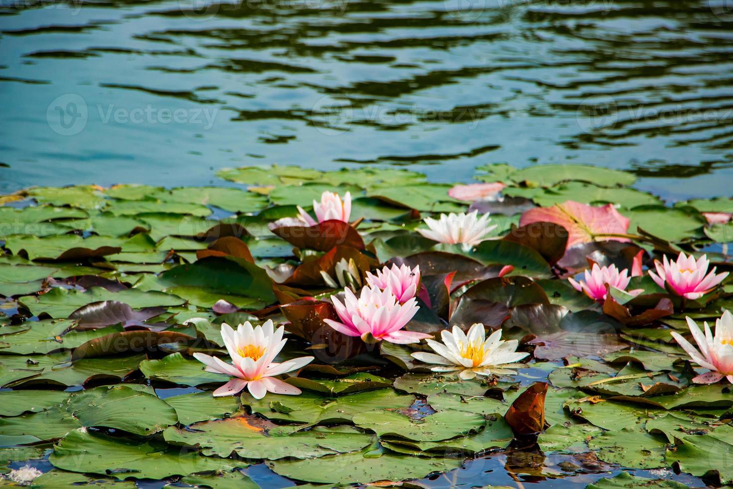 loti rosa in acqua limpida. belle ninfee nello stagno. fiore asiatico - un simbolo di relax. foto