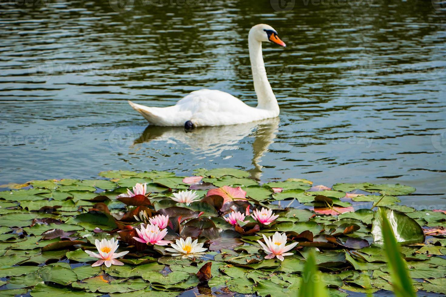 cigno bianco nuota in uno stagno in acqua limpida tra i fiori di loto. foto