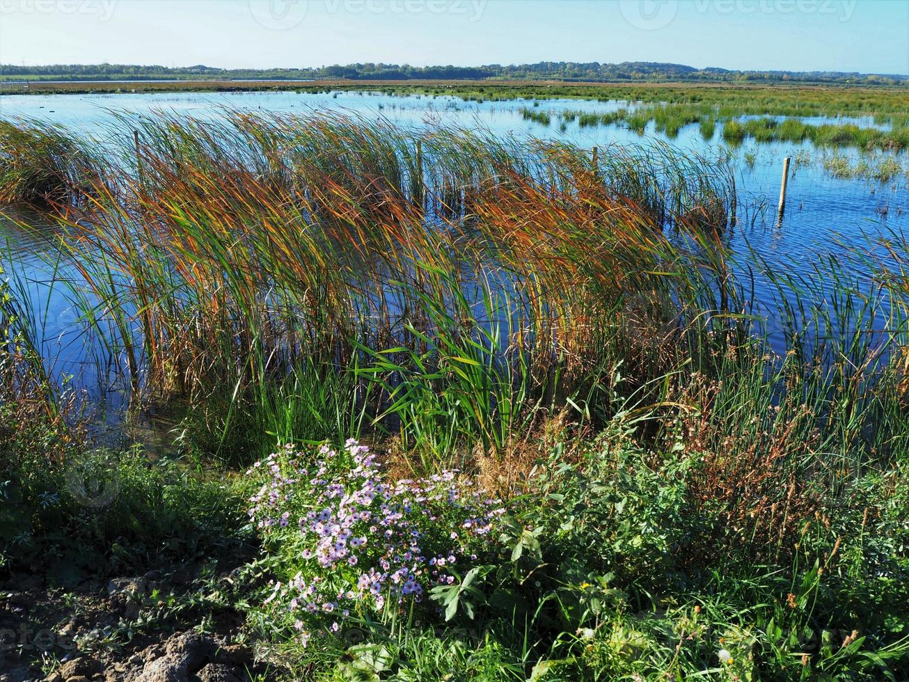 Habitat delle zone umide a St Aidans Nature Park West Yorkshire England foto