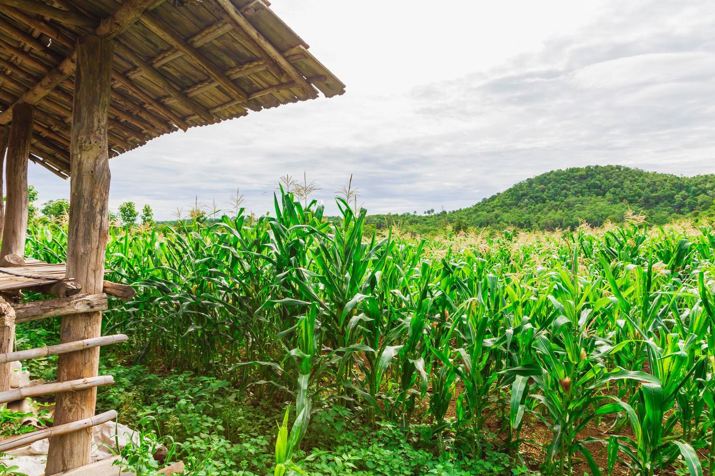 campo di mais verde nell'orto agricolo foto