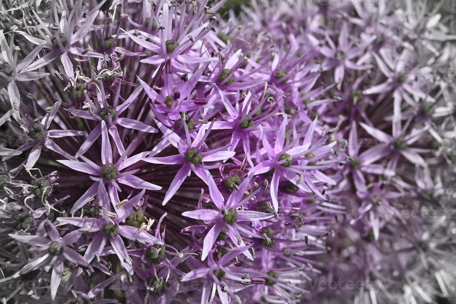 fiore di fiore di aglio ornamentale viola foto