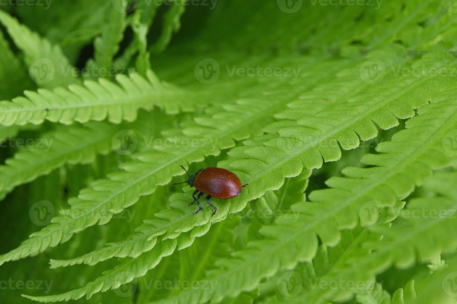 scarabeo rosso su una foglia di felce foto