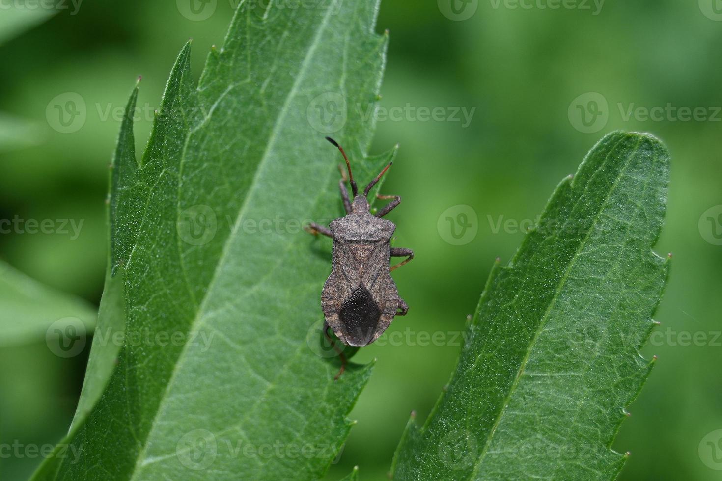 cimice marrone su una foglia verde foto