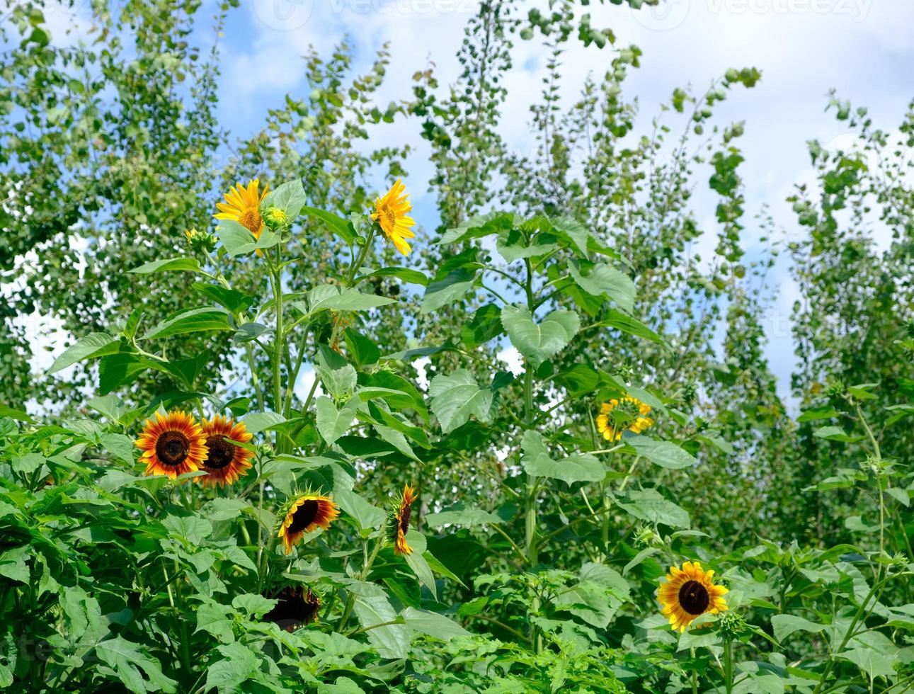 girasoli a heilbronn, germania foto