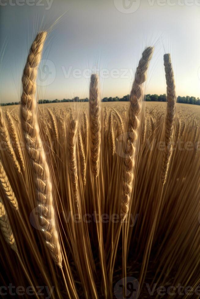 un' vicino su di un' mazzo di Grano nel un' campo. ai generato foto