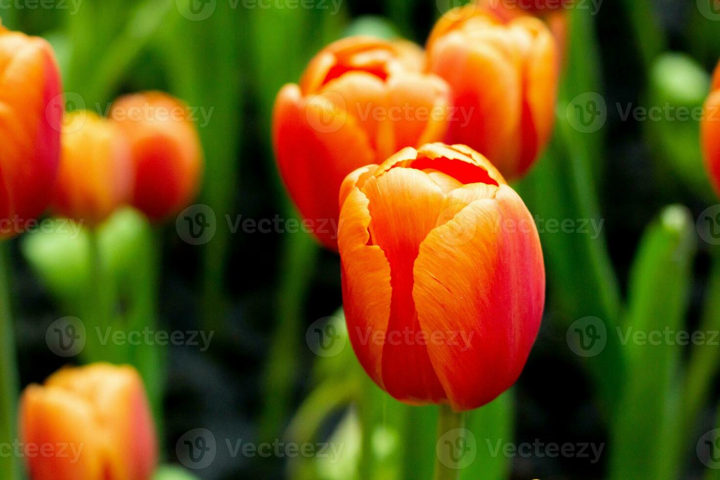 arancia papavero fiori nel estate. oppio papavero campo foto