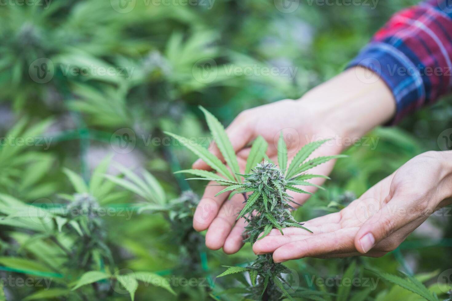 contadino che controlla piante di canapa sul campo, coltivazione di marijuana, pianta di cannabis in fiore come farmaco medicinale legale. foto