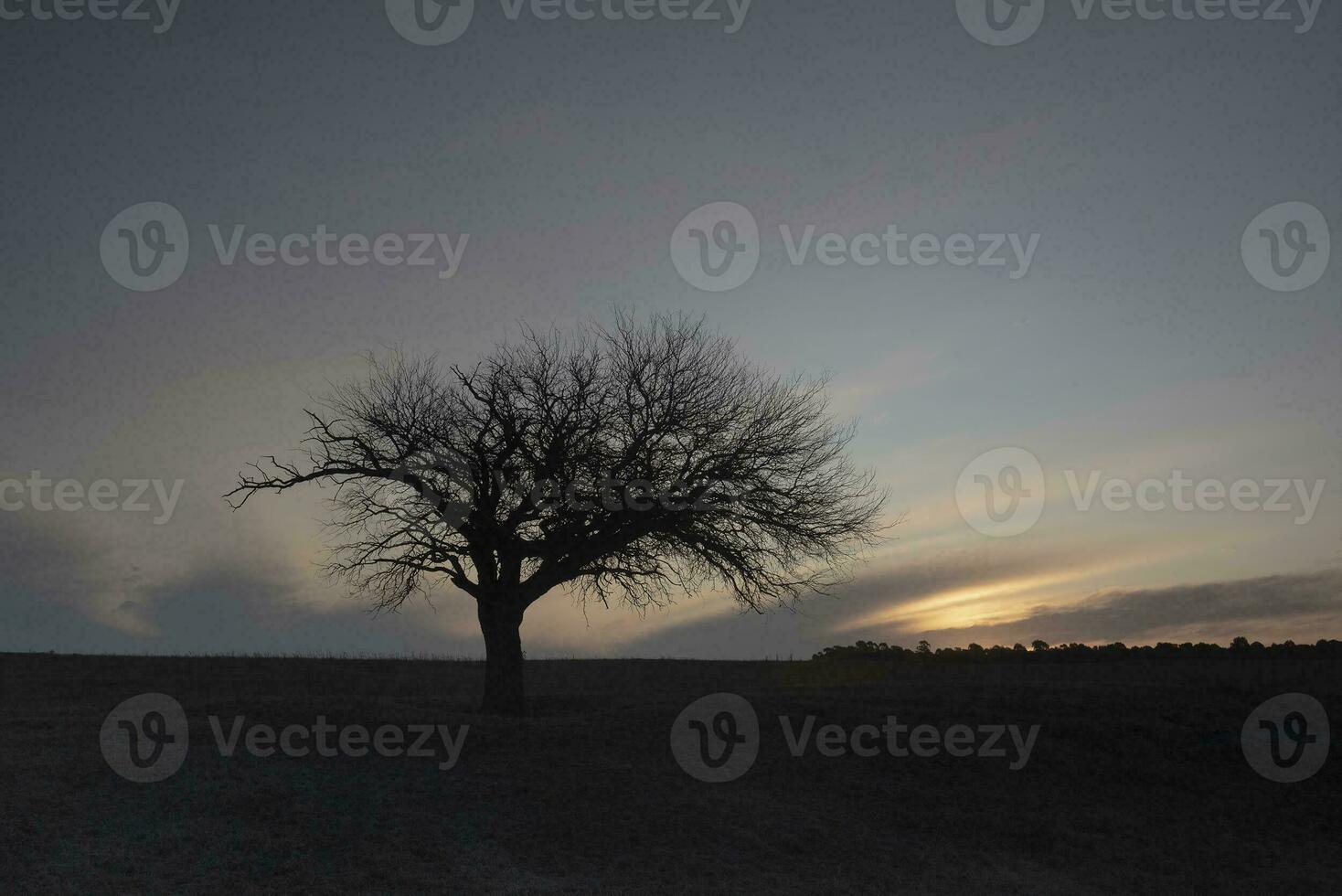 fiorito campo nel il pampa pianura, la pampa Provincia, patagonia, argentina. foto