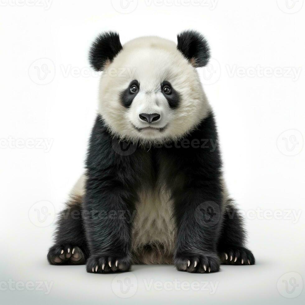 carino panda orso isolato foto