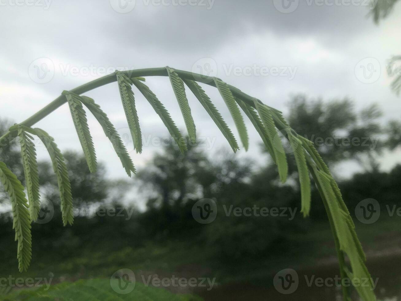 verde foglia con nuvoloso cielo foto