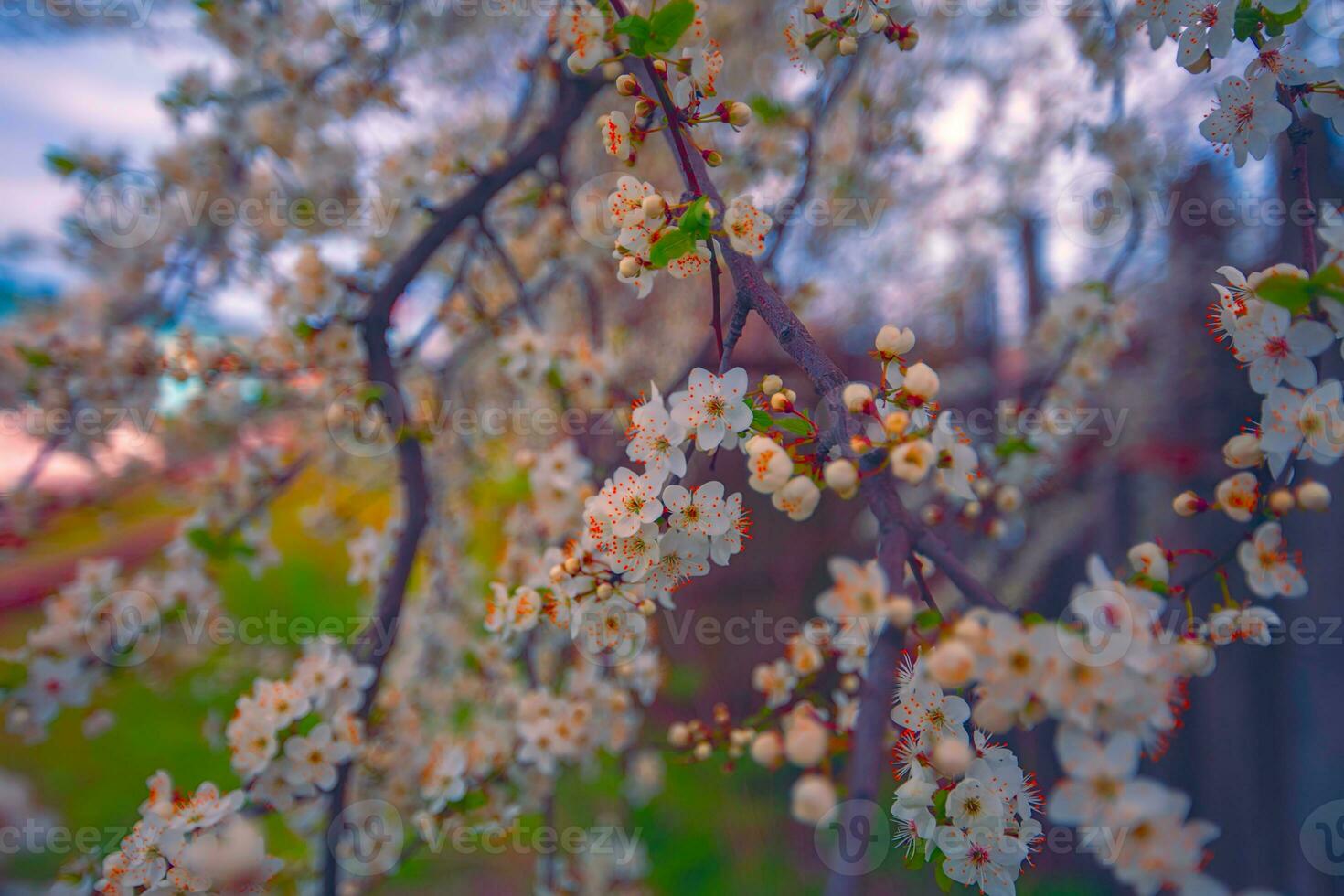 primavera fioritura sfondo. bellissimo natura con un' fioritura albero. bellissimo giardino. astratto ciliegia fiori. foto