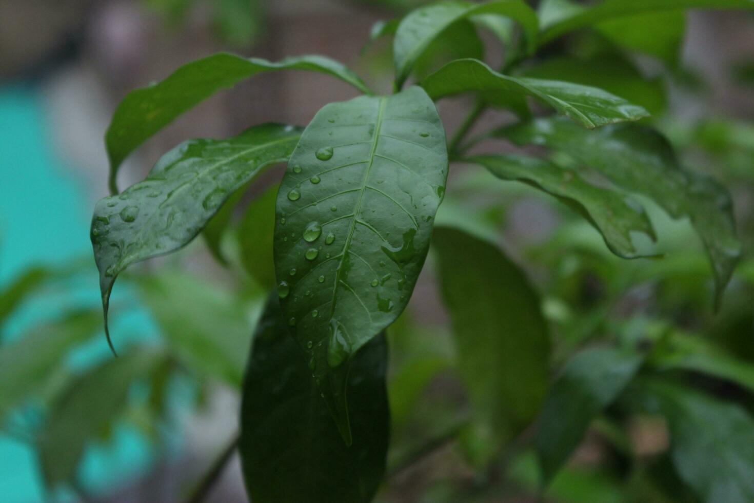 verde le foglie su un' albero nel il giardino, avvicinamento di foto, arrampicata pianta, coccinia grandi, arrampicata pianta foto